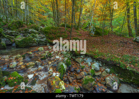 Herbstlaub in Slowenien. Herbst Farben in Europa. Bunte Vegetation im Herbst, goldene Blätter an den Bäumen und Laub auf dem Waldboden. Stockfoto