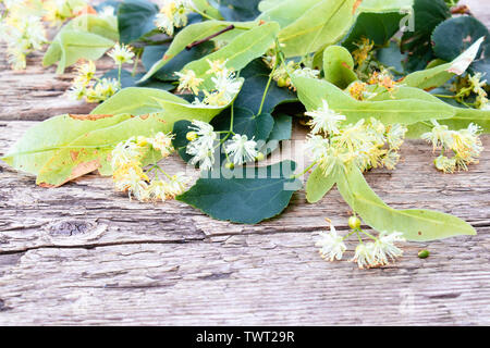 Linden Blumen liegen auf dem alten hölzernen Planken. Platz kopieren Stockfoto