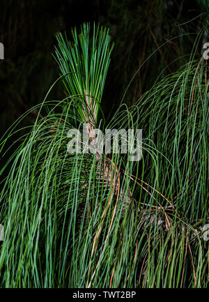 Detailansicht der Ende der Zweigniederlassung longleaf Kiefer mit neuem Wachstum und würdevoll hängenden Nadeln auf einer fast schwarzen Hintergrund Stockfoto