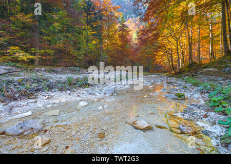 Herbst Bäume mit Herbstfarben auf flachem Wasser wider. Fluss Soca Reflexionen von lebendigen Baum Blätter während der Saison ändern Laub. Stockfoto