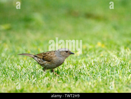 Dunnock, Wildnis, wilden Vogel in einem britischen Garten im Frühjahr, Stockfoto