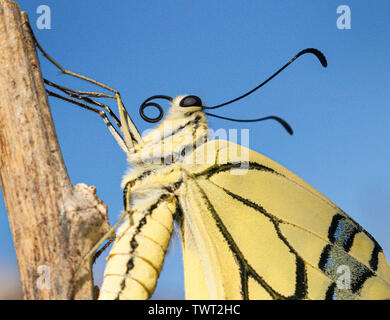 Low Angle closeup Profil Porträt einer neu entstandenen Schwalbenschwanz Schmetterling auf einem Stock, auf dem Hintergrund eines klaren blauen Himmel festhalten Stockfoto