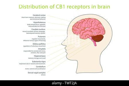 Verteilung von CB1-Rezeptoren im Gehirn horizontale Infografik Abbildung über Cannabis als pflanzliche Alternative Medizin, Gesundheitswesen und medizinische Überwachungspersonen Stock Vektor