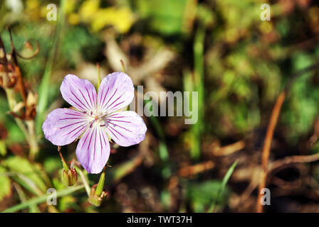 Geranium pratense, der Wiese Kran-Rechnung oder Wiese geranium Nahaufnahme Detail, weiche Verschwommene grüne Gras Hintergrund Stockfoto