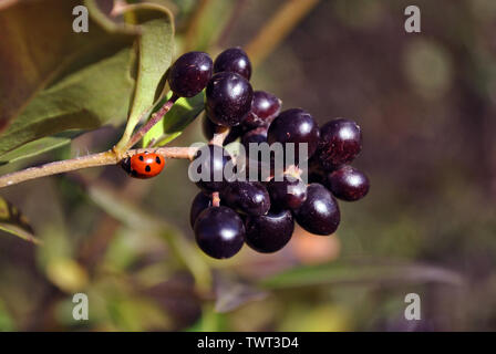 (Ligustrum vulgare Liguster, gemeinsame Liguster, Europäischen Liguster) schwarz reife Beeren auf Zweig mit grünen Blättern und Marienkäfer Nahaufnahme Detail, weich Unschärfe Stockfoto