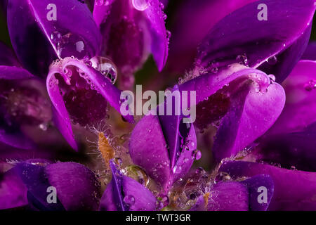 Lila Lupin Blume Makro in voller Blüte. Super Nahaufnahme mit Wassertropfen auf die Blütenblätter Stockfoto