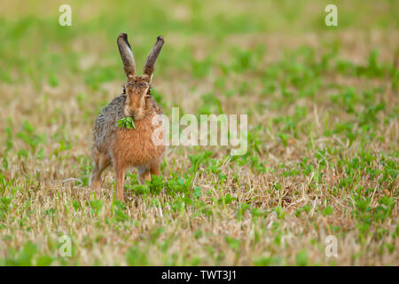 Hase essen Pflanzen für das Frühstück am Morgen. Wildes Tier in Norfolk, Großbritannien Stockfoto