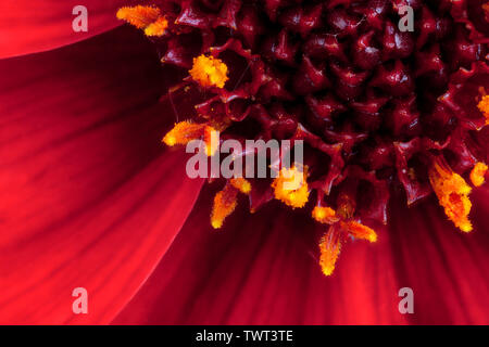 Schöne Makro Nahaufnahme eines roten Dahlie (Happy Days) Blume Blütenblatt und Staubblatt in voller Blüte Stockfoto
