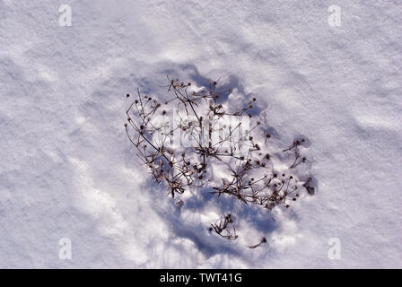 Eryngium campestre (bekannt als Feld eryngo) trockenen Zweigen mit weißer Schnee bedeckt Stockfoto