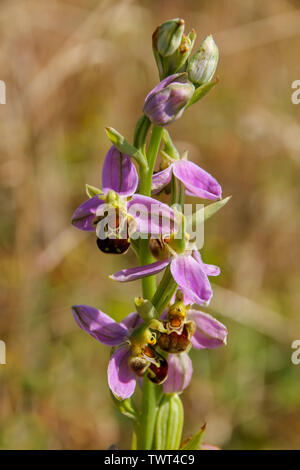Nahaufnahme eines Bienen-ragwurz (Ophrys apifera) wächst an der Cardiff Bay Nature Reserve, Wales, Großbritannien Stockfoto