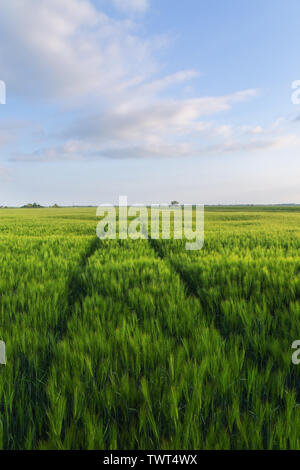 Schönen grünen Weizenfeld Stockfoto