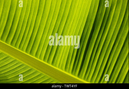 Nahaufnahme Detail der Unterseite einer Calla lily Blatt. In Cardiff, South Wales, Großbritannien Stockfoto