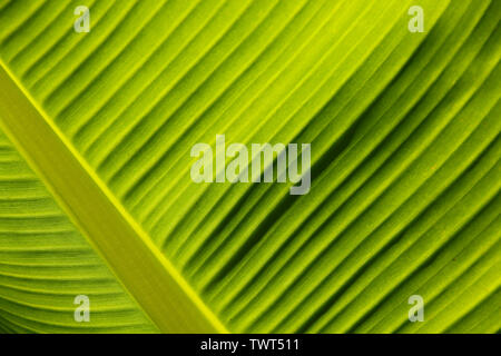 Nahaufnahme Detail der Unterseite einer Calla lily Blatt. In Cardiff, South Wales, Großbritannien Stockfoto