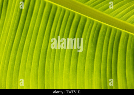 Nahaufnahme Detail der Unterseite einer Calla lily Blatt. In Cardiff, South Wales, Großbritannien Stockfoto