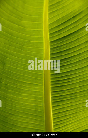 Nahaufnahme Detail der Unterseite einer Calla lily Blatt. In Cardiff, South Wales, Großbritannien Stockfoto