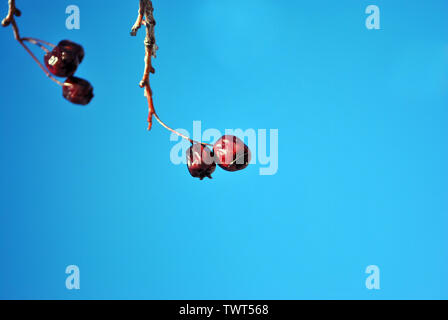 Crataegus (Weißdorn, quickthorn, thornapple, Mai Baum, Weißdorn, hawberry) rote reife Beeren auf Zweig ohne Nahaufnahme Detail Makro, blauer Himmel backgr Stockfoto