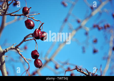 Crataegus (Weißdorn, quickthorn, thornapple, Mai Baum, Weißdorn, hawberry) rote reife Beeren auf Zweig ohne Nahaufnahme Detail Makro, blauer Himmel backgr Stockfoto