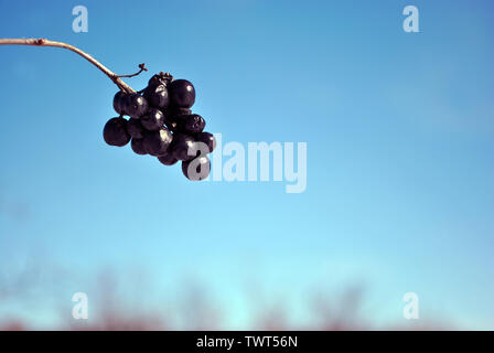 (Ligustrum vulgare Liguster, gemeinsame Liguster, Europäischen Liguster) schwarz reife Beeren auf Zweig schließen bis detail, weiche unscharfe Bäume, Zweige und blauer Himmel Stockfoto