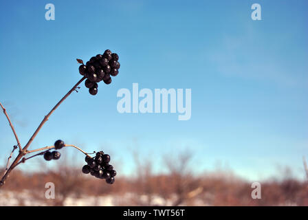 (Ligustrum vulgare Liguster, gemeinsame Liguster, Europäischen Liguster) schwarz reife Beeren auf Zweig schließen bis detail, weiche unscharfe Bäume, Zweige und blauer Himmel Stockfoto