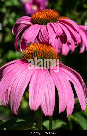 Sonnenhut (Echinacea Purpurea), Blumen des Sommers Stockfoto