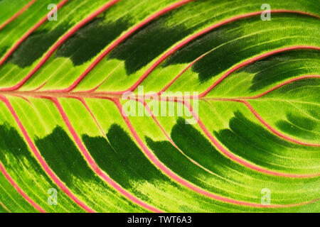 Rosa Streifen auf palm leaf. Abstrakte grüne Textur Hintergrund. Blumen und tropischen Konzept. Stockfoto