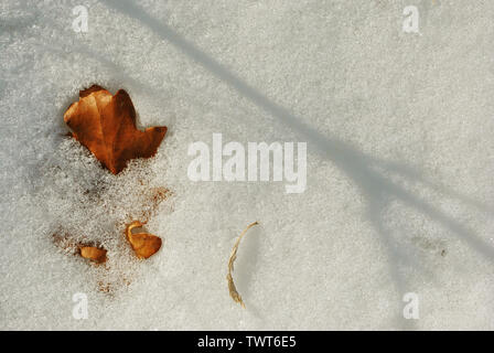 Trocken gelb maple leaf mit Schnee bedeckt, Ansicht von oben Stockfoto
