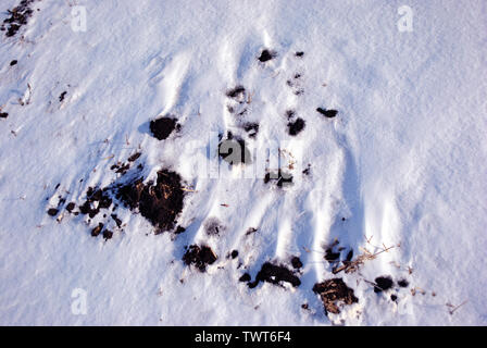 Schwarze Erde kauerte mit weißem Schnee, Winter, Landschaft, Natur abstrakt Hintergrund, Nahaufnahme, Detail Stockfoto