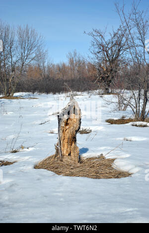 Apple tree verbrannt stumpf auf verschneiten Wiese mit Büschen, Winterlandschaft, blauer Himmel Stockfoto