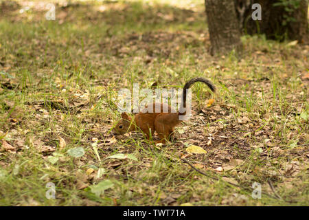 Lustige rote Eichhörnchen ist auf der Suche nach Nahrung auf dem Boden. Eichhörnchen im Sommer Wald. Eichhörnchen im Prozess der Mauser Stockfoto