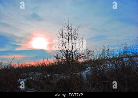 Schönen Sonnenuntergang, blau-rosa Himmel mit Golden Sun, schwarz Baum Silhouette auf verschneiten Hügel mit Buchsen Stockfoto