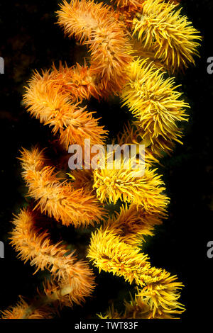 Diese beiden Spiral wire Coral Kolonien, Cirrhipathes spiralis, auf ein Riff in der Komodo Indonesien neben einander gewachsen. Stockfoto