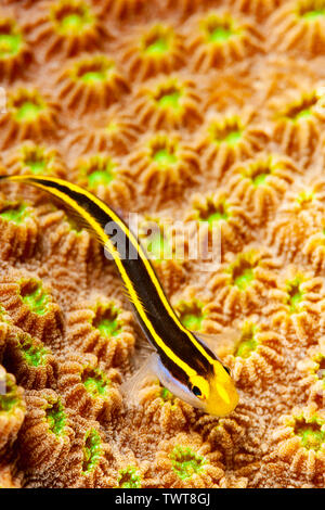 Ein sauberer sharknose Gobiosoma evelynae, Goby, auf harte Korallenpolypen, Bonaire, Niederländische Antillen, Karibik. Stockfoto