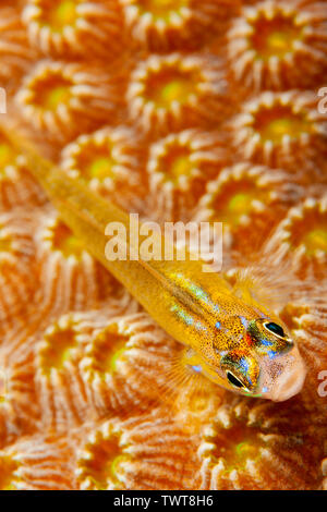 Ein Blick auf die pfefferminze Grundel, Coryphopterus lipernes, auf harte Korallenpolypen, Bonaire, Niederländische Antillen, Karibik. Stockfoto