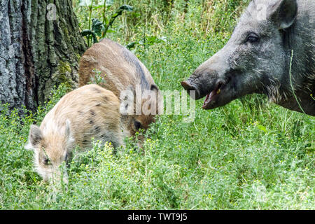 Wildschweinferkel, Sus scrofa, Sau, gestreifte Ferkel eurasisches Wildschwein Stockfoto