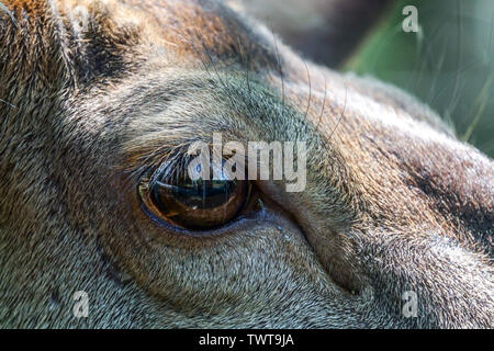 In der Nähe von Cervus elaphus Rotwild Auge Stockfoto