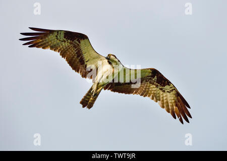 Osprey ist auf der Suche nach einer Mahlzeit in der Morgendämmerung. Stockfoto