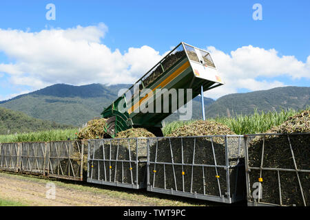 Traktor übertragen das Zuckerrohr Ernte in Container, Cairns, Far North Queensland, FNQ, QLD, Australien Stockfoto