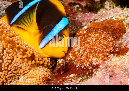 Diese clarks Anemonenfischen, Amphiprion clarkii, neigen zu sein Ei Masse, die neben seiner Anemone für Schutz, Yap in Mikronesien platziert wurde. Stockfoto