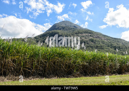 Eine Ernte von Zuckerrohr vor Walsh's Pyramid, in der Nähe von Cairns, Far North Queensland, FNQ, QLD, Australien Stockfoto