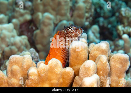 Dieser männliche shortbodied blenny, Exallias brevis, bewacht es ist in der Nähe ei Masse, der tief in die Coral gelegt wurde. Hawaii. Stockfoto