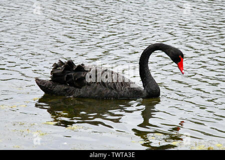 Black Swan am Teich See Wasser Stockfoto