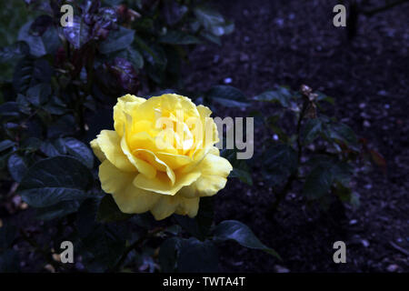 Rosa "Goldene Hochzeit" Hybrid Tea'Arokris', einzelne gelbe rose Kopf in der Blüte im Sommer tagsüber closeup Stockfoto