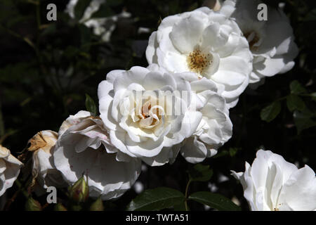 Rosa Eisberg' Korbin' (F) floribunda rose Köpfe in der Blüte im Sommer tagsüber Stockfoto