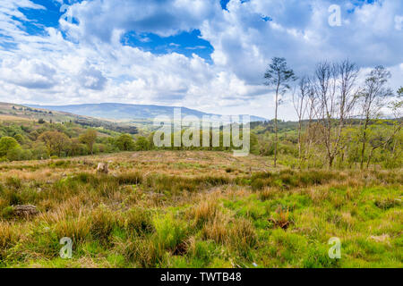 Riesige Flächen von Geschlagenem woodland geben entfernten Blick auf das Tal von Neath auf der vier Wasserfälle in den Brecon Beacons National Park, Powys, Wales, Großbritannien Stockfoto