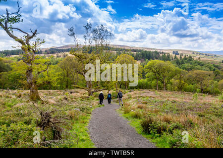 Wanderer auf dem vier Wasserfälle Spaziergang durch riesige Flächen von Geschlagenem Waldland in die Brecon Beacons National Park, Powys, Wales, Großbritannien Stockfoto