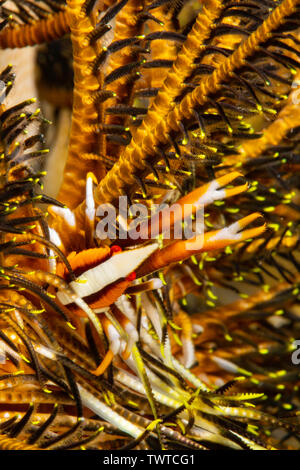 Eine Hocke Hummer, Allogalathera elegans, auf einen passenden crinoid, Comanthus bennetti, Yap, Föderierte Staaten von Mikronesien. Stockfoto