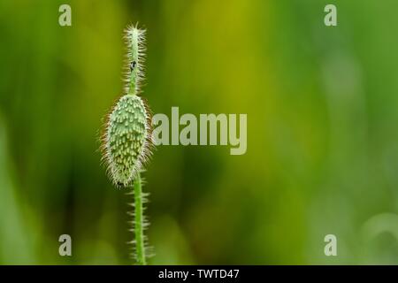 Makro Foto natur blumen blühenden Mohn. Hintergrund Textur der rote Mohn Blumen. Ein Bild von einem Bereich der rote Mohn. Stockfoto