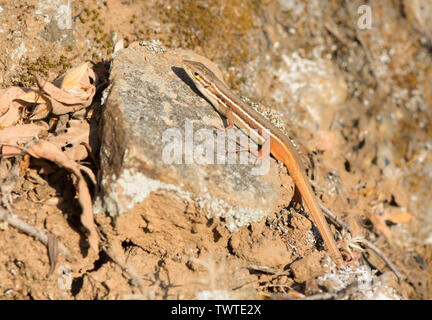 Große Psammodromus algirus, (Psammodromus), Eidechse sonnt, Andalusien, Spanien. Stockfoto