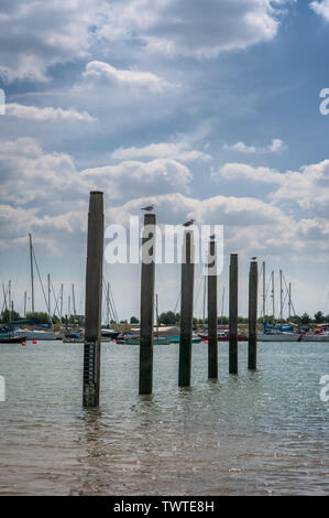 Vier Möwen auf sechs Beiträge in einer Flussmündung, mit einer Marina im Hintergrund,; blauer Himmel mit flauschigen weissen Wolken. Stockfoto