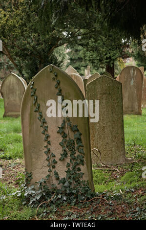 Friedhof, mit Efeu bedeckt Grabstein vor und anderen hinter sich; Bäume im Hintergrund. Stockfoto